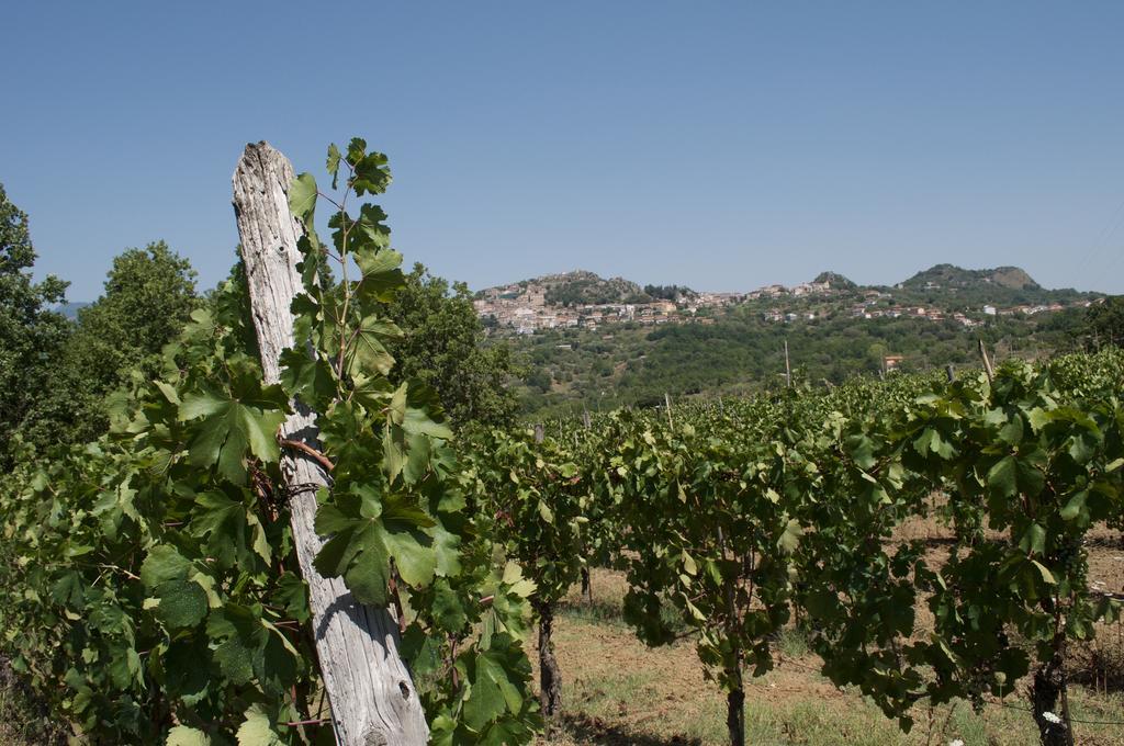 B&B La Timpa Del Cucco Roccagloriosa Εξωτερικό φωτογραφία